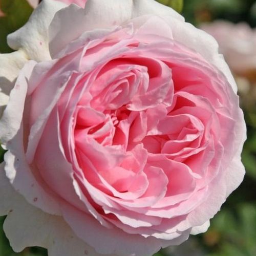Rozen bestellen en bezorgen - nostalgische roos - roze - Rosa Wellenspiel ® - zacht geurende roos - W. Kordes’ Söhne® - -